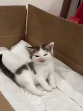 � ���� ���������� �������� ��������