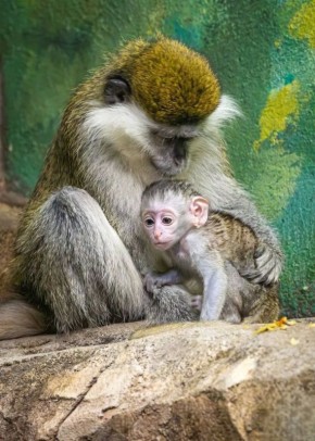 � ������������� ������� ��� ��� ������ ������� �������� �