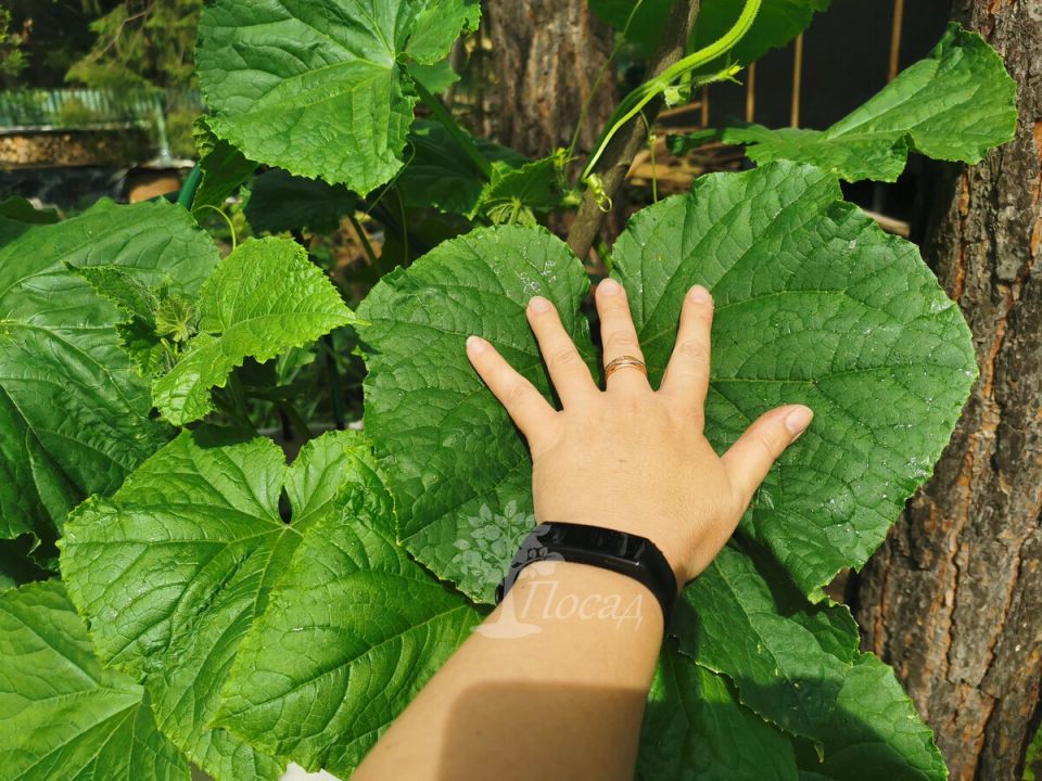 ������, ������� �������� ���� � ��������� ��������