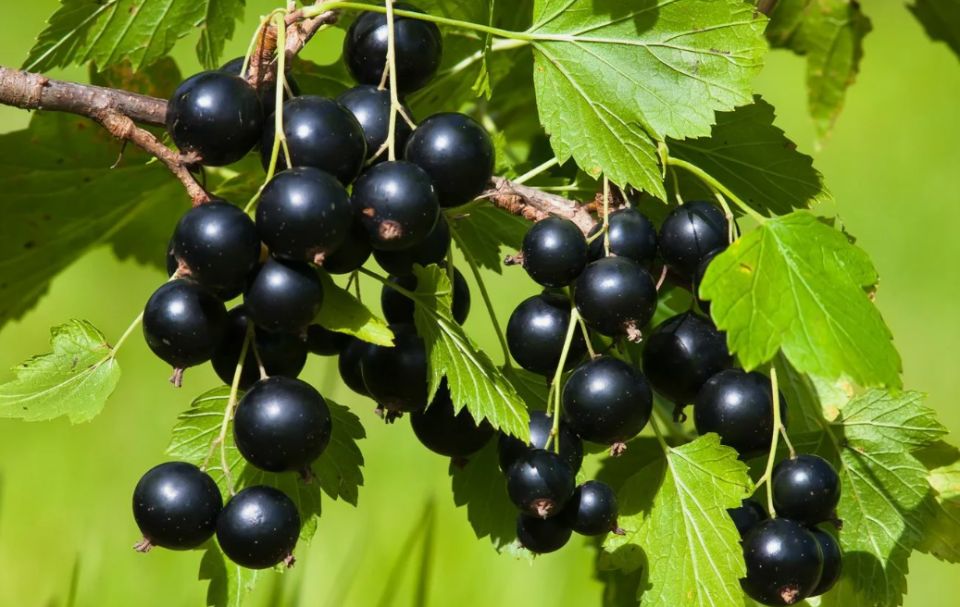 ������� ������� ������ ���������: ������� ��� �������� ������ � ��������� ������