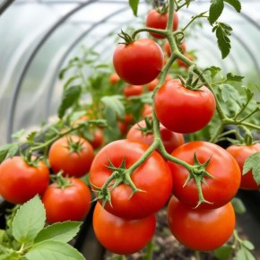 ��� ������� ��������� ������ ��� ��������� ������ � �������