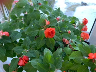 �������� ����������� ��������: ��������������� ��������� ��� ������