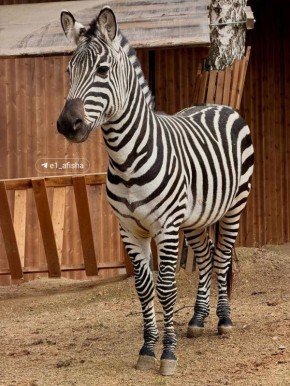 ������ ����������, ����� ��������!