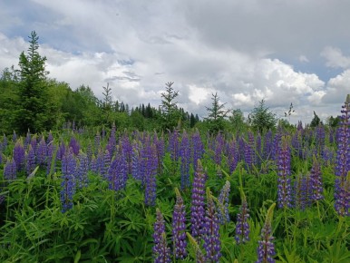 ��� ������� ����� ��������� �������� �������� ���� �����