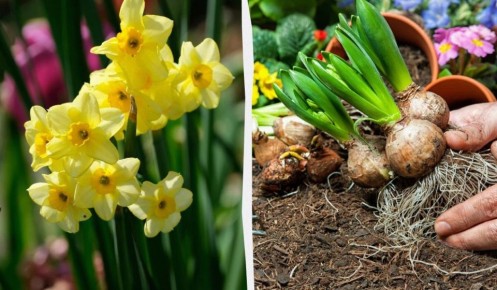 ���� �� ���������� ����� ��������: ������ ��� ��������� ���������