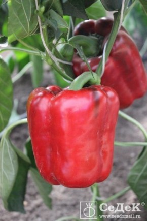 ����� ������ �������: ������� ������ ��� ������ ������