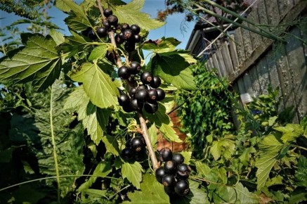 ��� ��������� ��������� �� ����������: ������� �������� ������