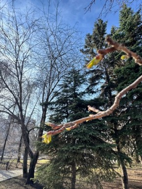 ������ ����, #�����������. ����: max-����� ����� ������ ���������� �������