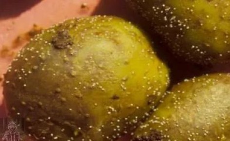 ����� �������� �� ��������: ��� �� ���������� � ��������