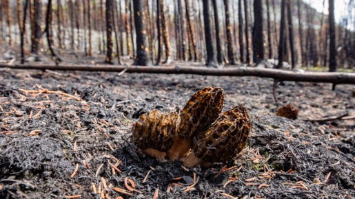 ������� � ������ ������: ���������� �����, ����� ���������� �������