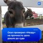 Осел устроил краш-тест для «Мазды»