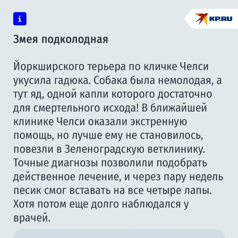 Опасности, которые поджидают ваших питомцев на даче Опасности, которые поджидают ваших питомцев на даче