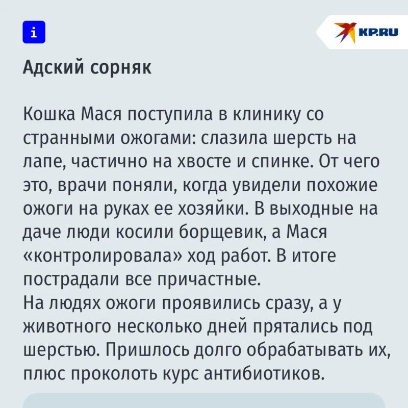 Опасности, которые поджидают ваших питомцев на даче Опасности, которые поджидают ваших питомцев на даче