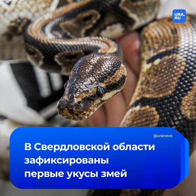 Уральские гадюки вышли на охоту