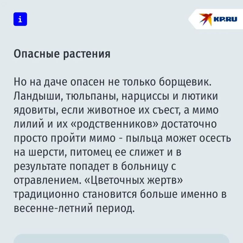 Опасности, которые поджидают ваших питомцев на даче Опасности, которые поджидают ваших питомцев на даче