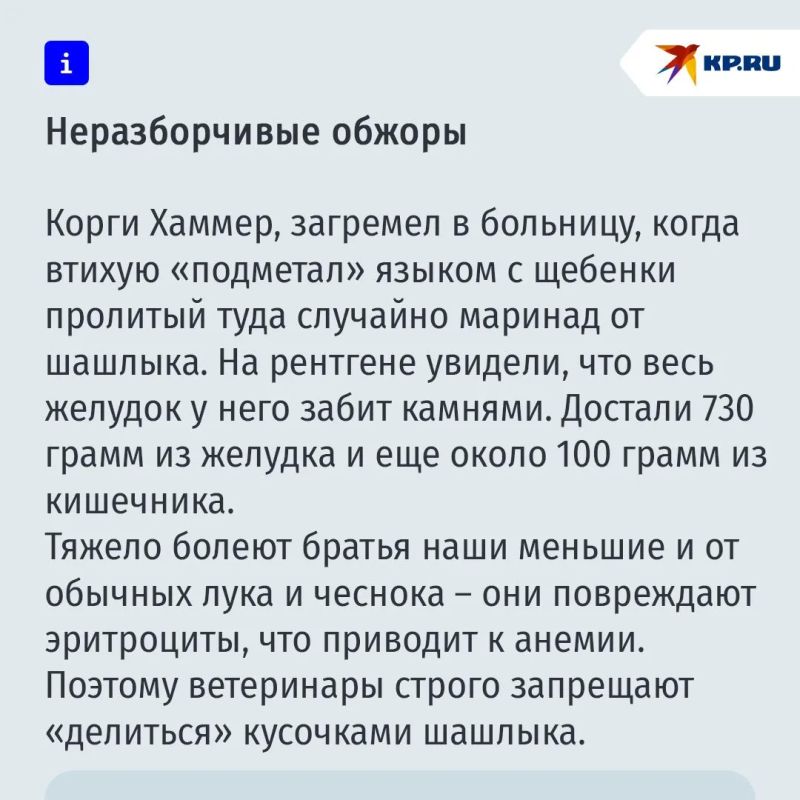 Опасности, которые поджидают ваших питомцев на даче Опасности, которые поджидают ваших питомцев на даче