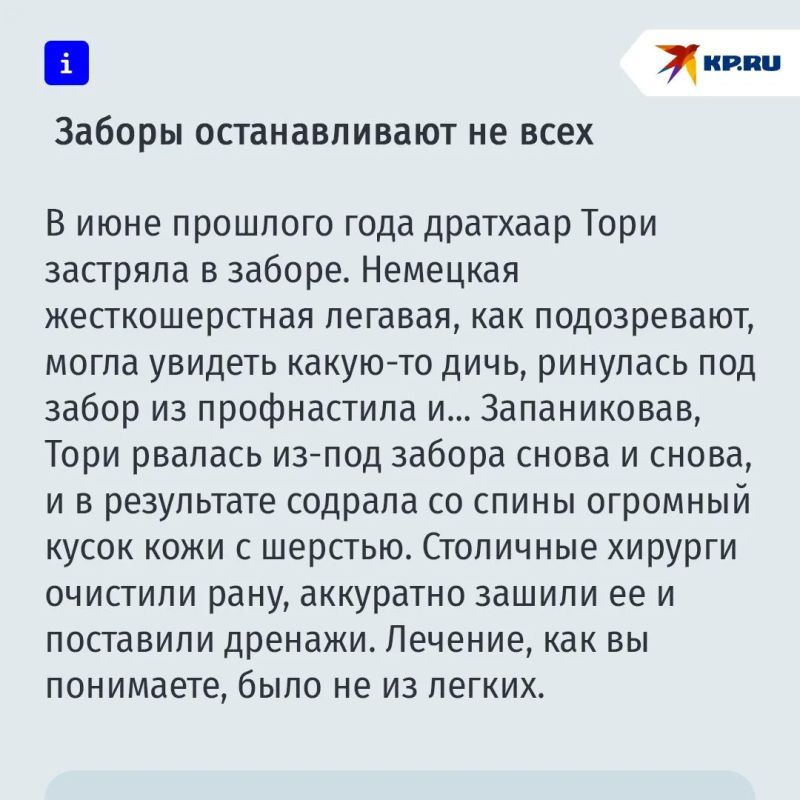 Опасности, которые поджидают ваших питомцев на даче Опасности, которые поджидают ваших питомцев на даче