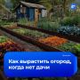 Дача больше не нужна: проект «Общественный огород» позволяет жителям крупных городов заниматься садоводством, не выезжая за город