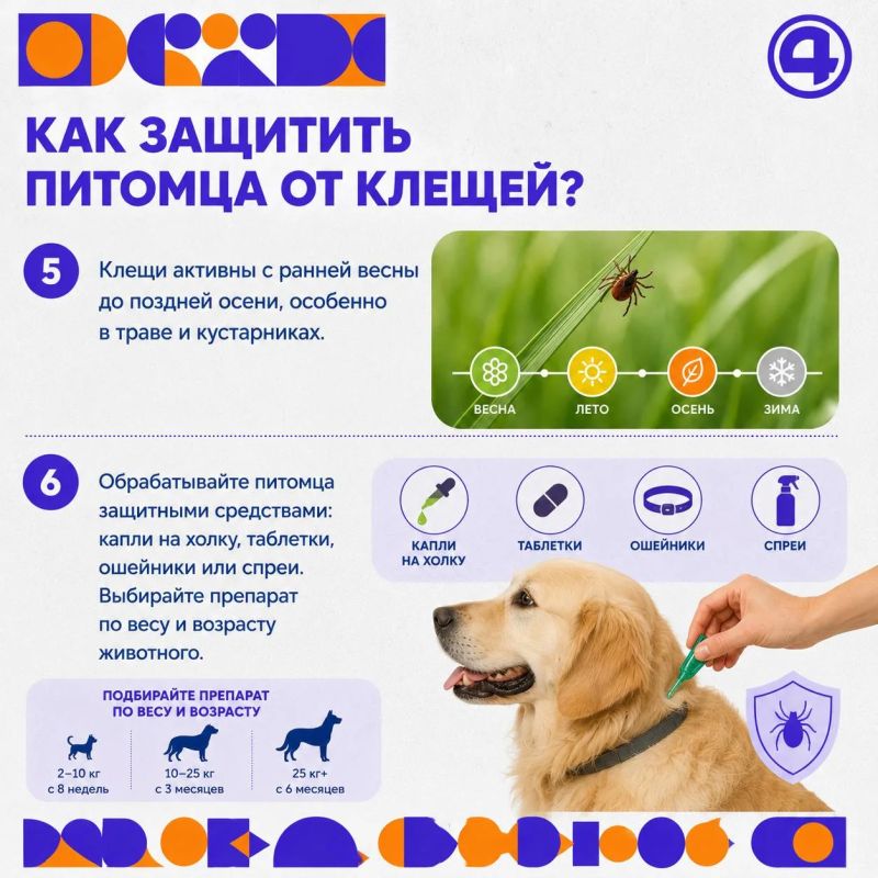 Как защитить питомца от клещей? Как защитить питомца от клещей?