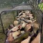 Лещи-сладкоежки нашлись в Свердловской области