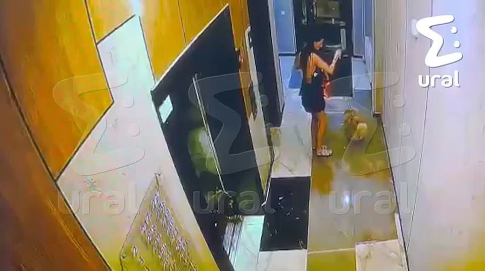 Питбуль без намордника набросился на шпица в подъезде в Екатеринбурге