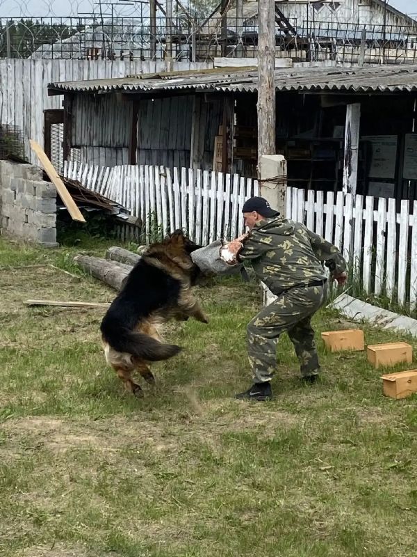Кинологи ИК-26 познакомили школьников со служебными собаками Кинологи ИК-26 познакомили школьников со служебными собаками