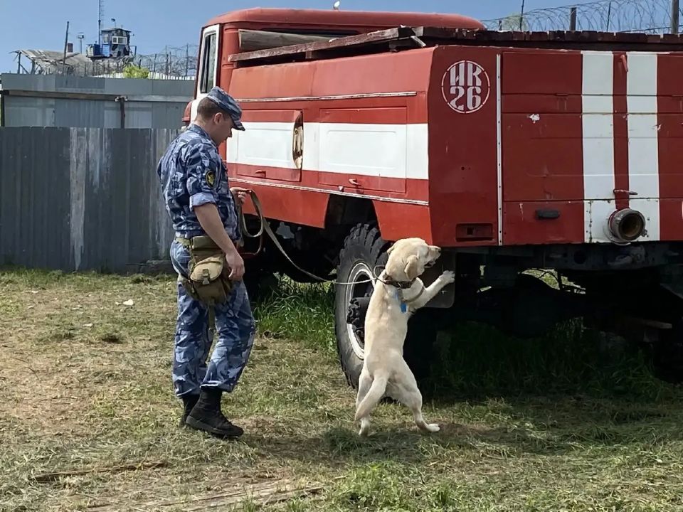 Кинологи ИК-26 познакомили школьников со служебными собаками Кинологи ИК-26 познакомили школьников со служебными собаками