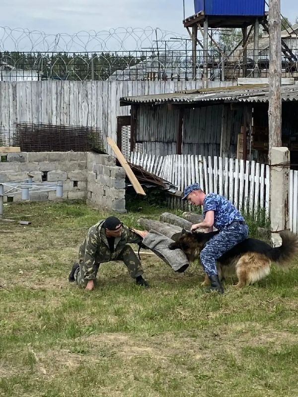 Кинологи ИК-26 познакомили школьников со служебными собаками Кинологи ИК-26 познакомили школьников со служебными собаками