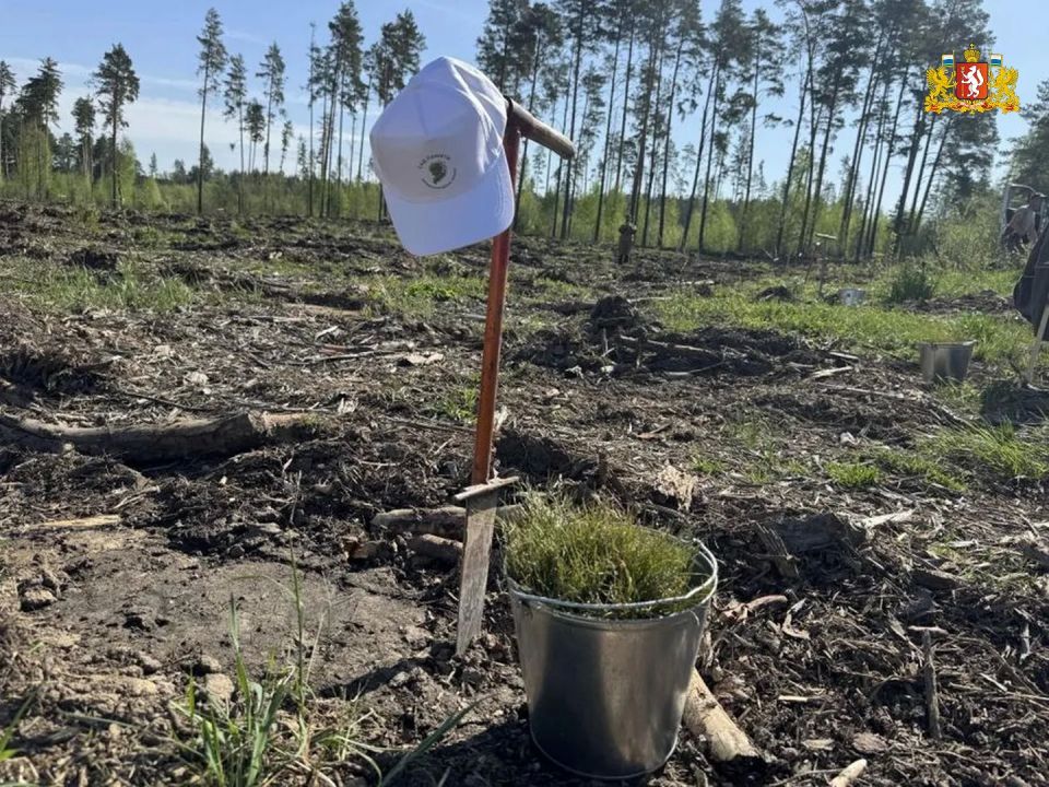 Живая память. Свердловчане высадили 233,5 тысячи сеянцев сосны и ели в рамках акции «Сад памяти» в 2026 году Живая память. Свердловчане высадили 233,5 тысячи сеянцев сосны и ели в рамках акции «Сад памяти» в 2026 году