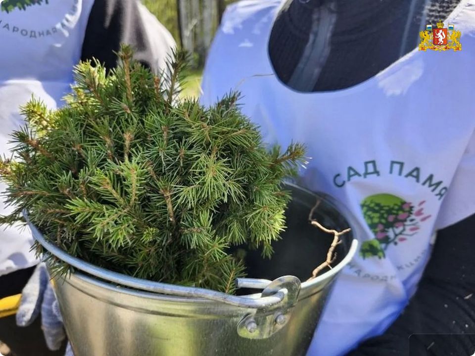 Живая память. Свердловчане высадили 233,5 тысячи сеянцев сосны и ели в рамках акции «Сад памяти» в 2026 году Живая память. Свердловчане высадили 233,5 тысячи сеянцев сосны и ели в рамках акции «Сад памяти» в 2026 году