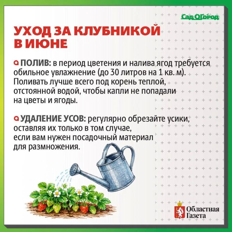 Как спасти клубнику в дождливое лето? Как спасти клубнику в дождливое лето?