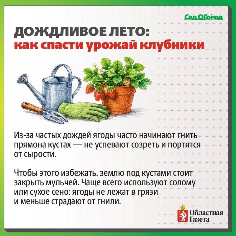 Как спасти клубнику в дождливое лето? Как спасти клубнику в дождливое лето?