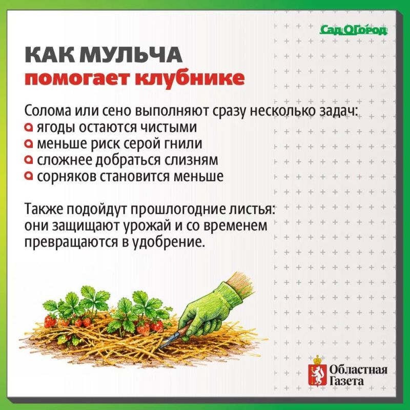 Как спасти клубнику в дождливое лето? Как спасти клубнику в дождливое лето?