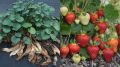 Секреты обрезки клубники: как получить шикарный урожай с помощью простых приемов