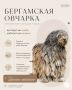 Собака-ковёр, овечка на лапках и древний мексиканец без шерсти — рассказываем про самые странные породы собак
