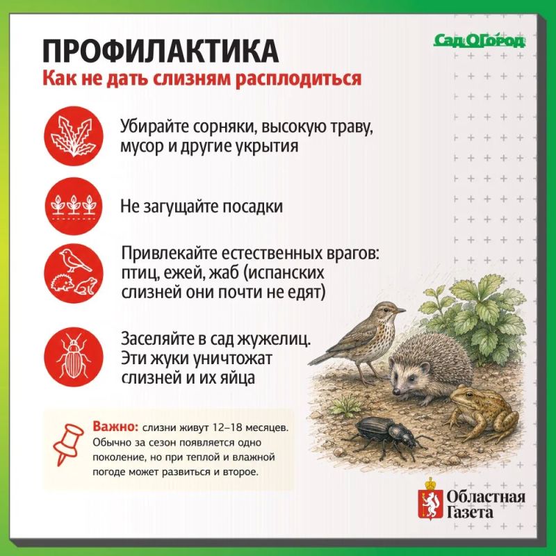 Ползучие агрессоры: слизни, в том числе и испанские, заполонили сады, поедая все подряд Ползучие агрессоры: слизни, в том числе и испанские, заполонили сады, поедая все подряд