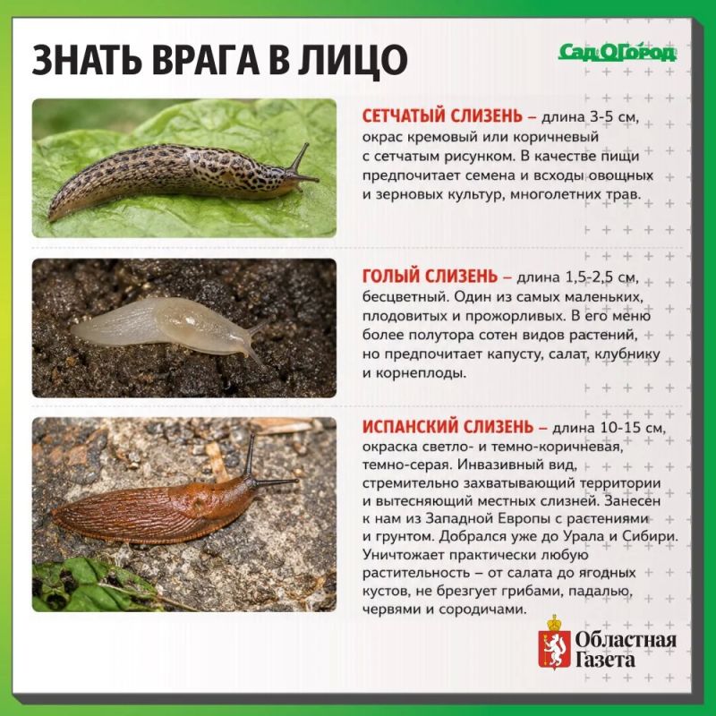 Ползучие агрессоры: слизни, в том числе и испанские, заполонили сады, поедая все подряд Ползучие агрессоры: слизни, в том числе и испанские, заполонили сады, поедая все подряд