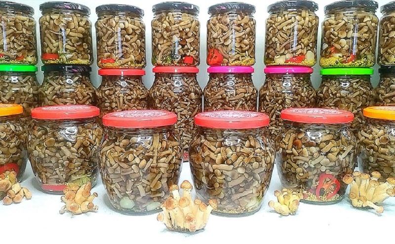 Секреты маринования опят: сохраняем лесной вкус до нового урожая