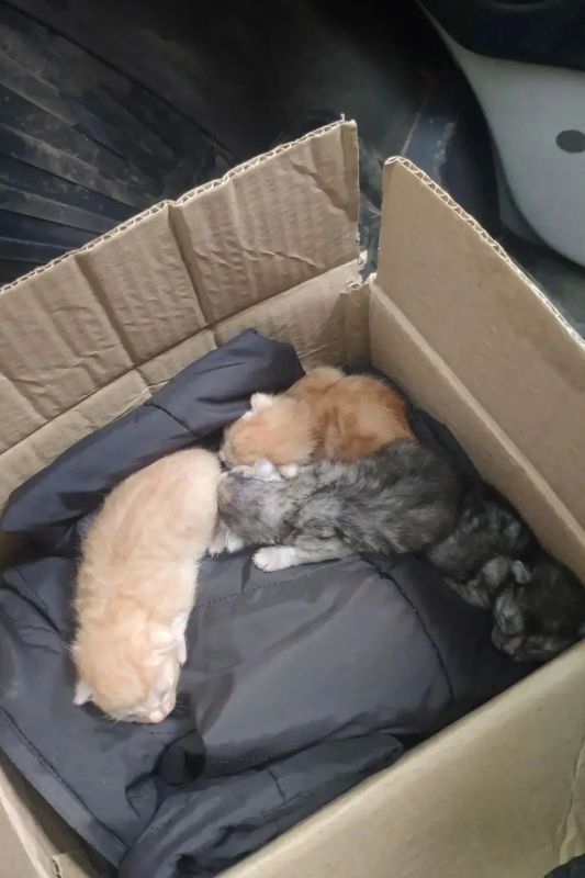 Друзья, отзовитесь!. Котята из мусоровоза ищут хозяев!
