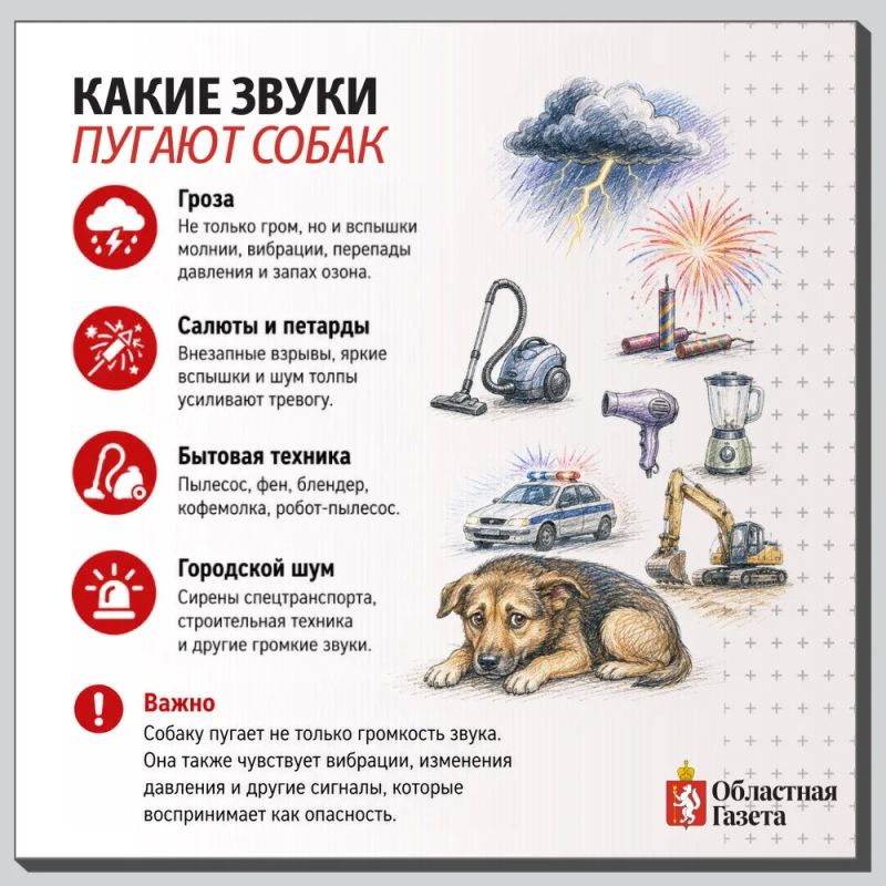 Почему собака боится даже обычного пылесоса? Почему собака боится даже обычного пылесоса?