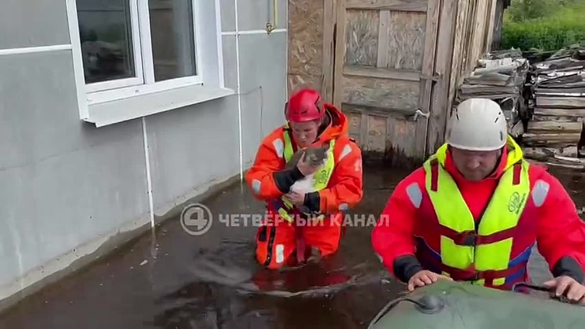 Домашних животных, оставшихся в затопленных домах, спасают в Ирбитском районе