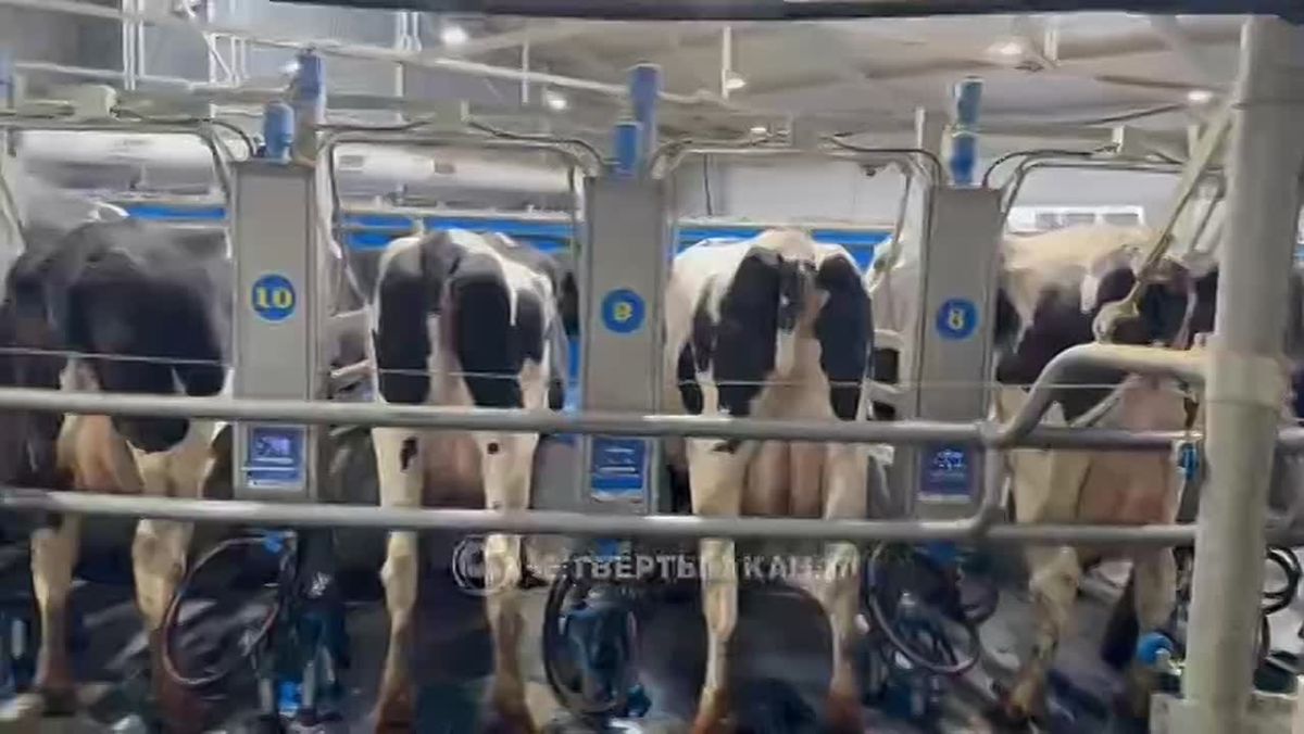 "Из-за стресса продуктивность снизилась": хозяйства Ирбитского района возвращаются к работе после паводка - что будет с местной молочкой?