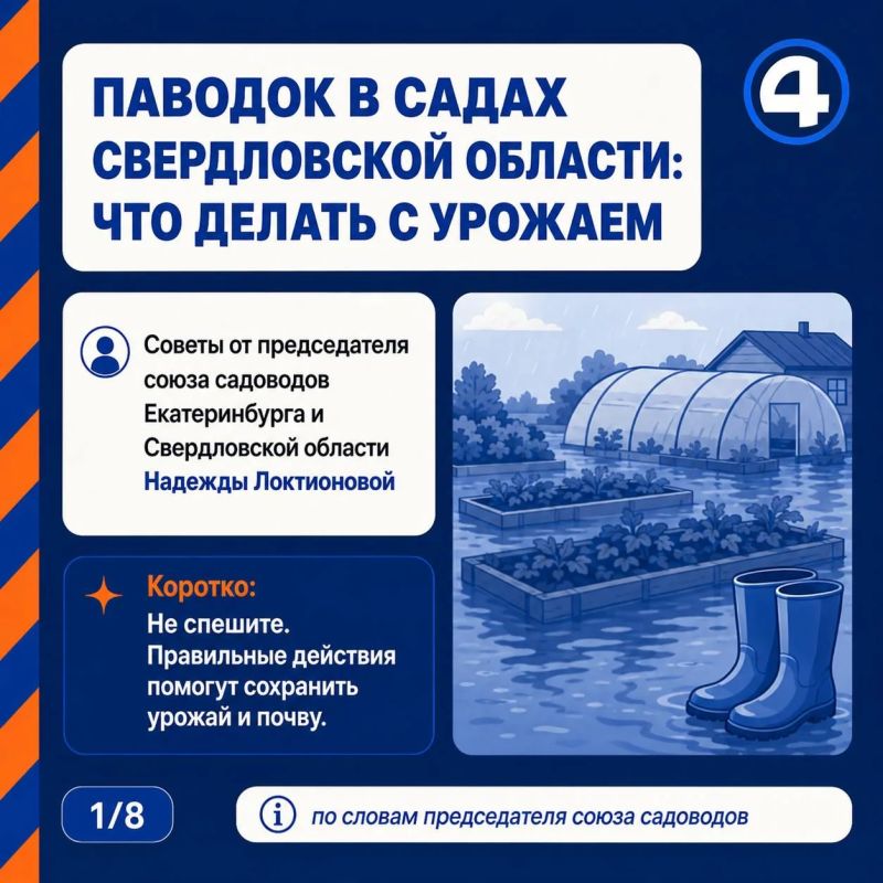 «Ягоды есть нельзя, даже если куст уцелел»: садоводам объяснили, что делать с урожаем после паводка