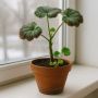Герань на грани: как спасти любимое растение от холода