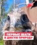 У семи краснокнижных соколят начинается взрослая жизнь