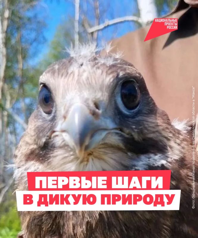 У семи краснокнижных соколят начинается взрослая жизнь