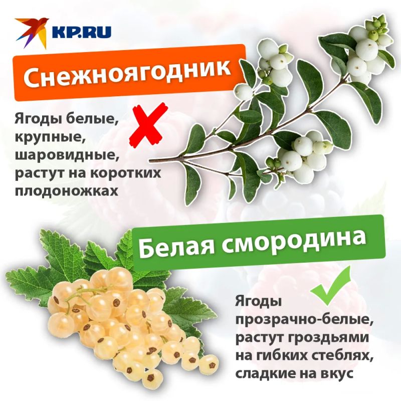 Как отличить съедобные ягоды от смертельно опасных Как отличить съедобные ягоды от смертельно опасных