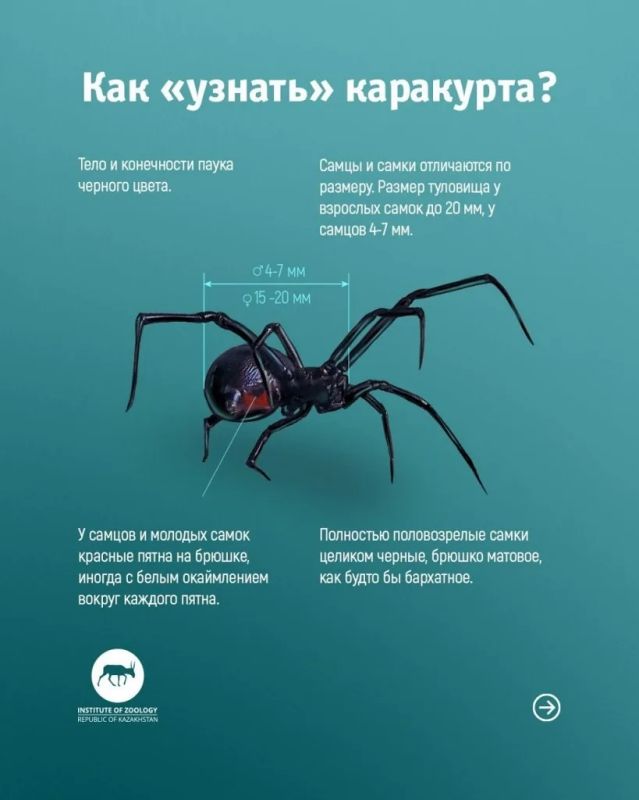 Ядовитые пауки-каракурты расползаются по российским регионам