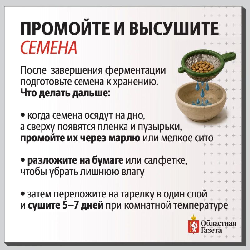 Понравился сорт? Сами заготовьте семена! Понравился сорт? Сами заготовьте семена!