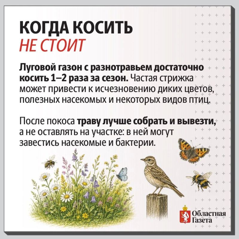 Трава у дома: косить или оставить? Трава у дома: косить или оставить?